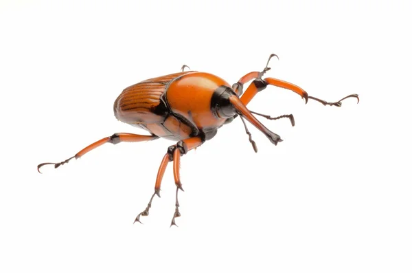 Dłoń brązowy chrząszcz Wołek — Zdjęcie stockowe