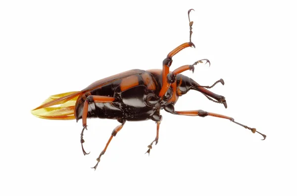 Brown palm weevil beetle — Stock Photo, Image
