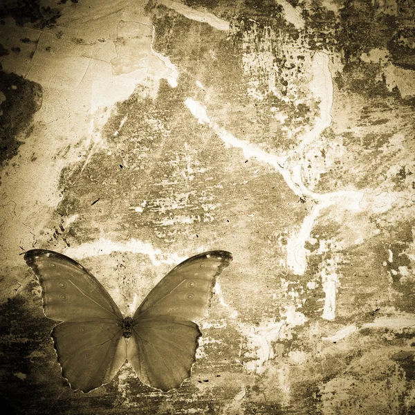 Butterfly grunge vägg texturerat backgriund — Stockfoto