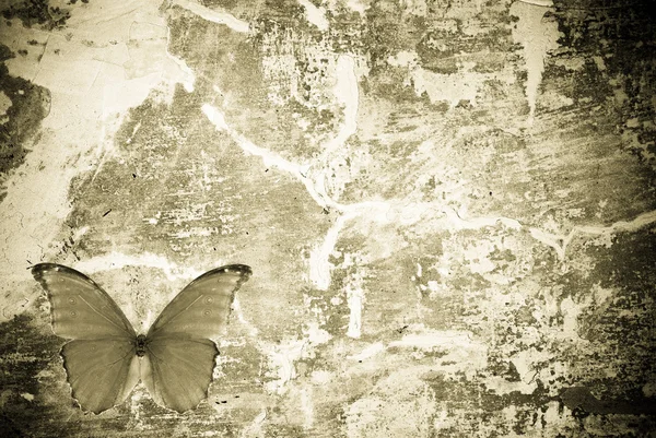 Kelebek grunge dokulu duvar backgriund — Stok fotoğraf