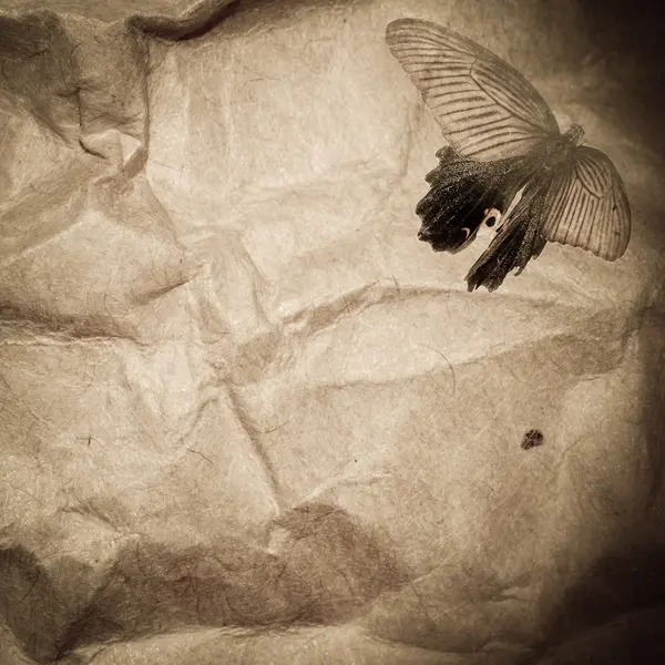 나비 종이 추상적인 배경 — 스톡 사진
