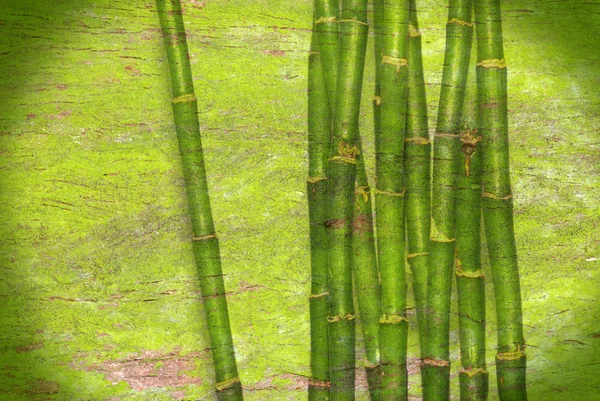Fond vert bambou — Photo