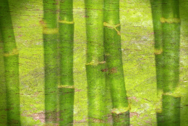 Bambu yeşil arka plan — Stok fotoğraf