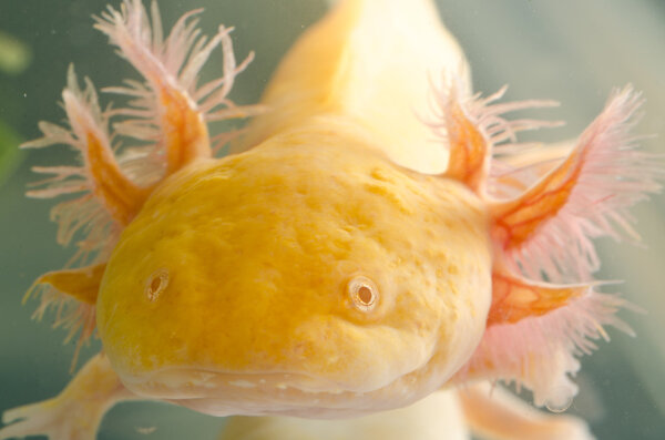 Саламандровый тритон
