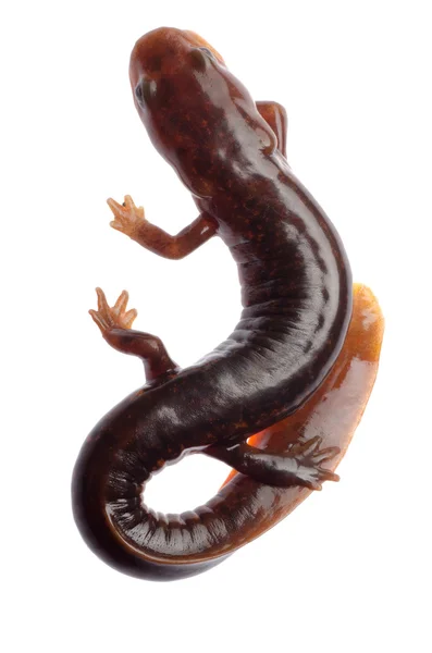 Kinesiska tsitou salamander newt — Stockfoto