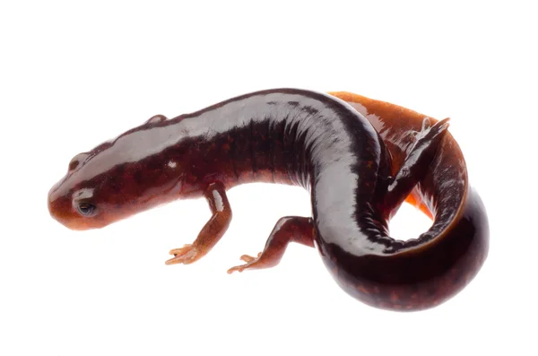 Salamandra traszka chińska tsitou — Zdjęcie stockowe