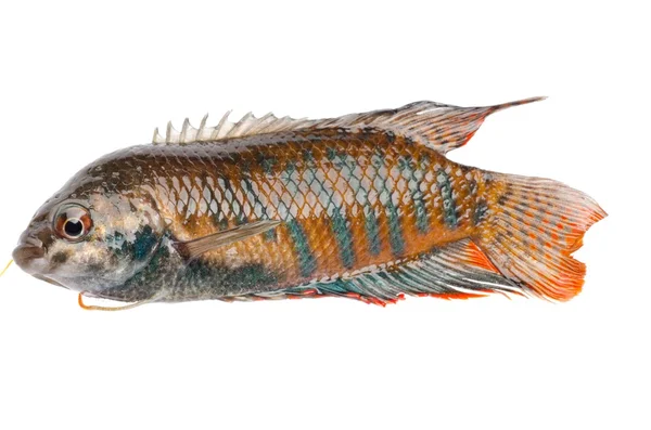 Китайская рыба — стоковое фото