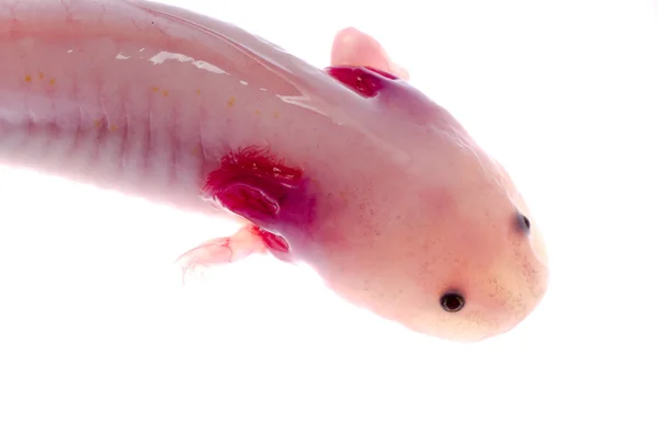 Albefaction Amerikaanse axoloto salamander newt — Stockfoto