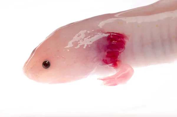 白化美国 axoloto 蝾螈蝾螈 — 图库照片