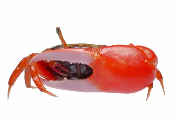 Fiddler crab — Stock Photo, Image