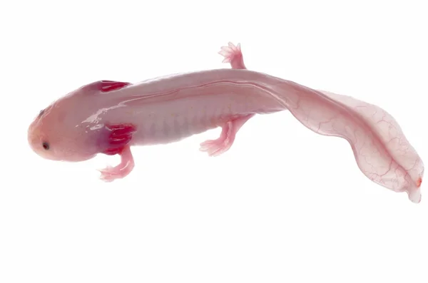 Albefaction Amerikan axoloto salamander semender — Stok fotoğraf