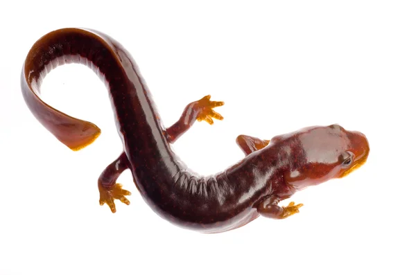 Tritão de salamandra tsitou chinês — Fotografia de Stock