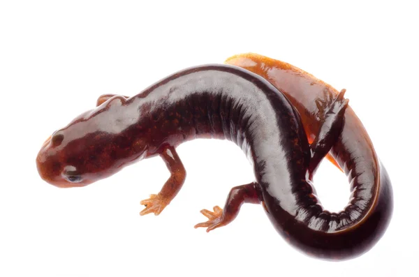 Salamandra traszka chińska tsitou — Zdjęcie stockowe