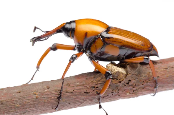 stock image Palm weevil snout beetle