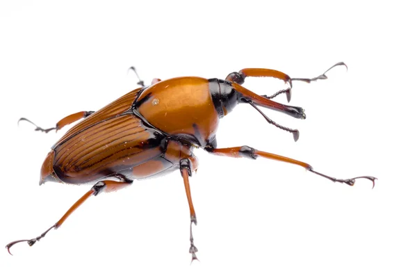 Escarabajo del hocico de la palma — Foto de Stock