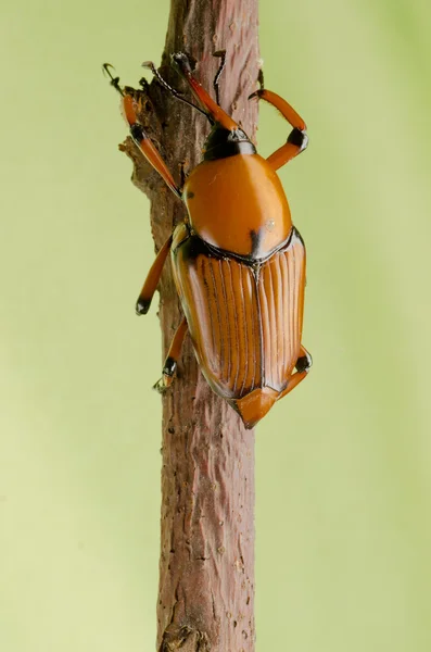 Пальмовий жук мордочки — стокове фото