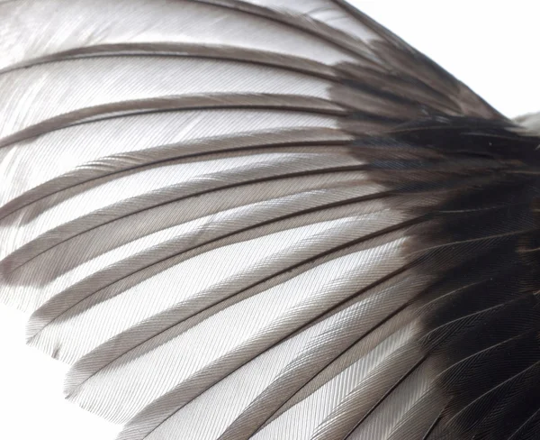 鸟翅膀纹理 — 图库照片
