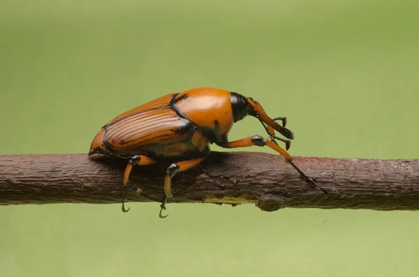 팜 바 구미 주 둥이 딱정벌레 — 스톡 사진