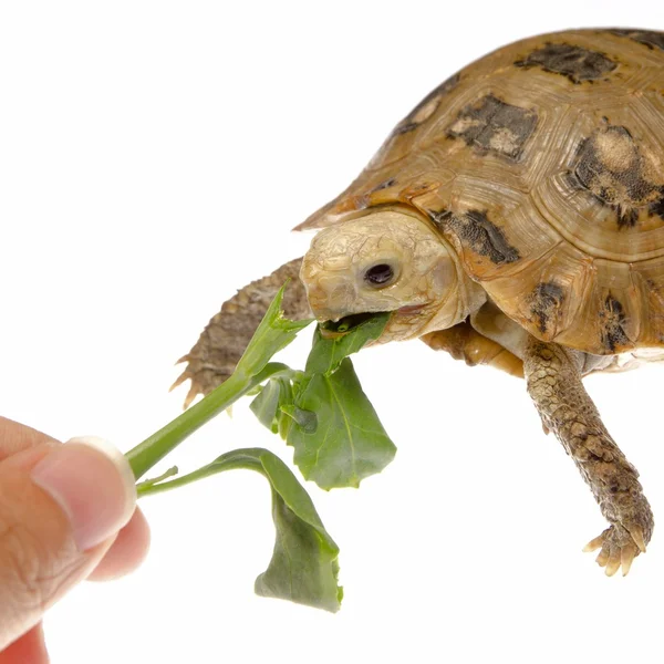 Pet turtle tortoise — Stock Photo, Image