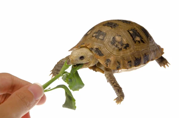 Tortuga mascota tortuga —  Fotos de Stock