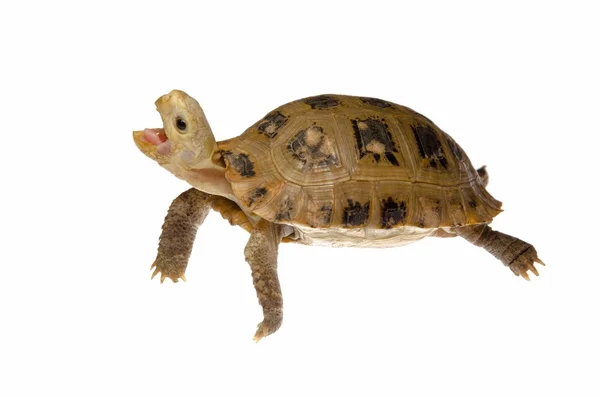 Huisdier schildpad schildpad — Stockfoto