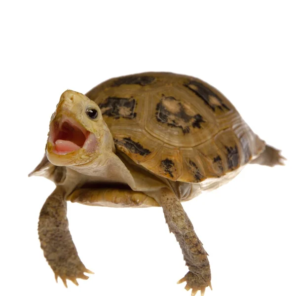 Kisállat teknős teknősbéka — Stock Fotó
