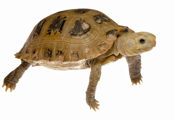 Tortuga mascota tortuga —  Fotos de Stock