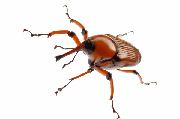 Brown palm weevil beetle — Stock Fotó