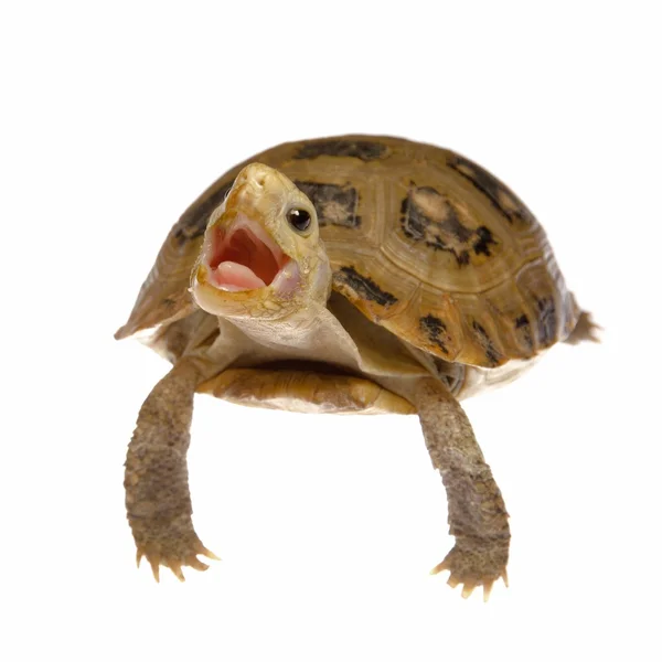 stock image Pet turtle tortoise