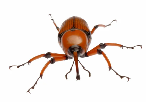 Kahverengi palm weevil böceği — Stok fotoğraf