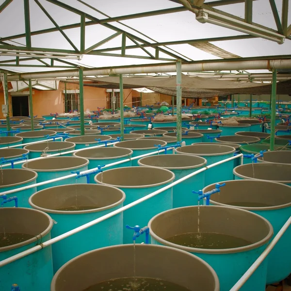 Landbouw aquacultuur boerderij — Stockfoto
