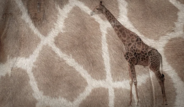 Zürafa kürk desenli arka plan — Stok fotoğraf