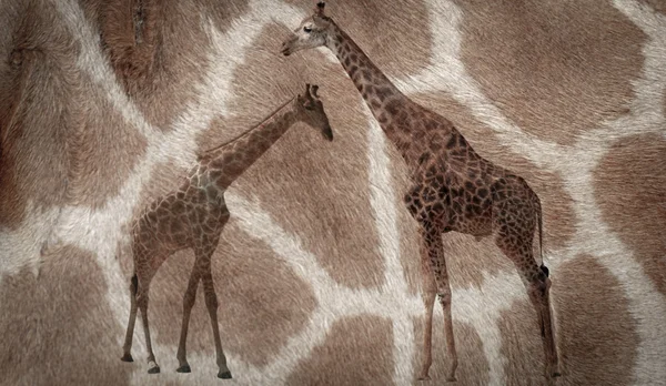 Girafe motif fourrure fond — Photo