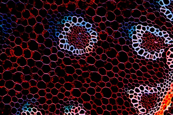 科学的背景植物根顕微鏡セクション — ストック写真