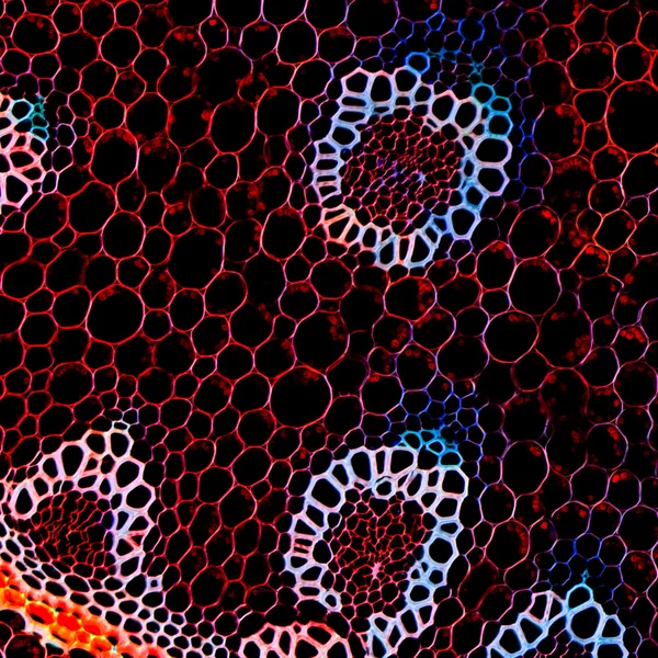 Wissenschaft Hintergrund Pflanze Wurzel mikroskopischen Schnitt — Stockfoto