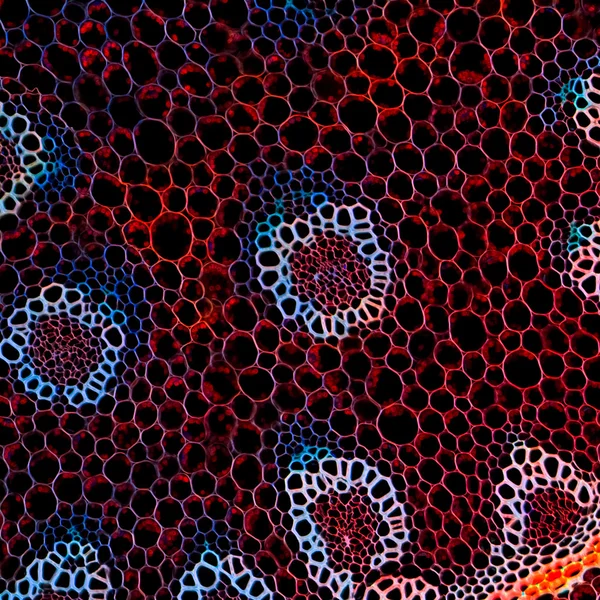 Věda pozadí rostlina kořen mikroskopické sekce — Stock fotografie