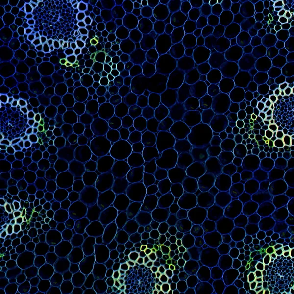 科学的背景植物根顕微鏡セクション — ストック写真