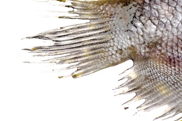 Fischschwanzflosse — Stockfoto