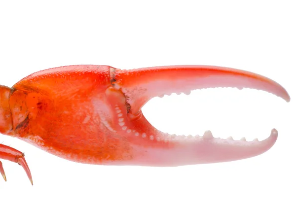 Crab craw — Fotografie, imagine de stoc