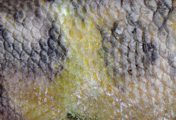 Fish scale macro texture — Stock Photo, Image