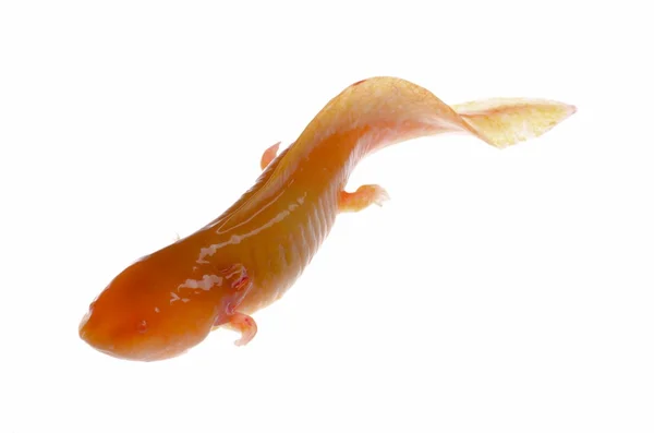Gele etiolation Amerikaanse axoloto salamander newt — Stockfoto