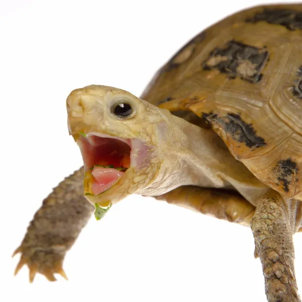 Kisállat teknős teknősbéka — Stock Fotó