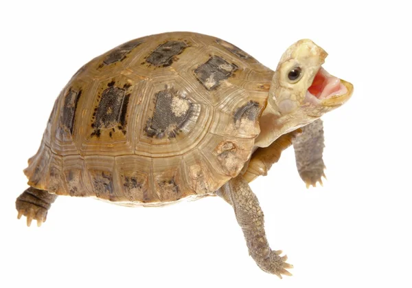 Huisdier schildpad schildpad — Stockfoto