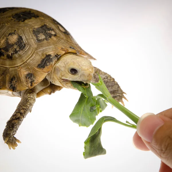 stock image Pet turtle tortoise