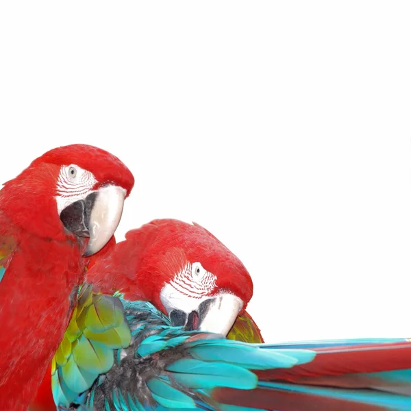 Red macaw parrot bird — Stock Photo, Image