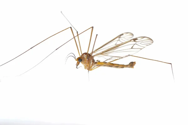 Vinç sinek baba — Stok fotoğraf