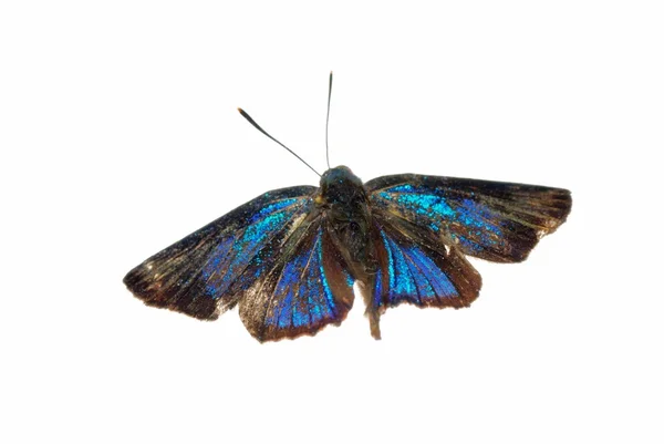 Vlinder zilver streak blauw — Stockfoto