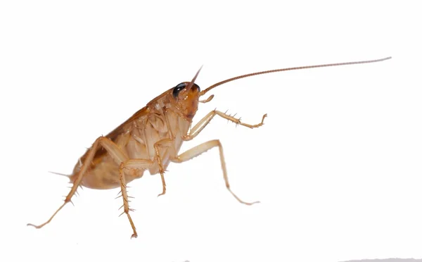 孤立的蟑螂 — 图库照片