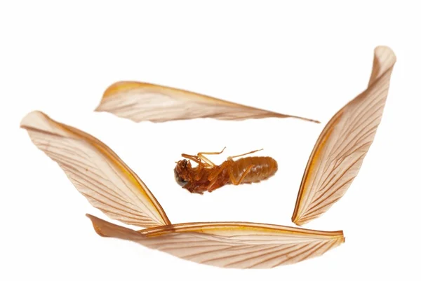 Owad termit biały mrówka — Zdjęcie stockowe