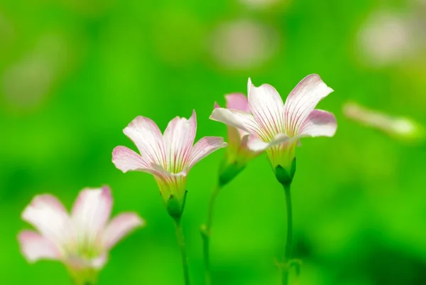 Spring tiny flower — Stock Photo, Image